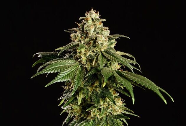 Graines de cannabis Dream Sherbet féminisées de Kannabia pour intérieur et extérieur